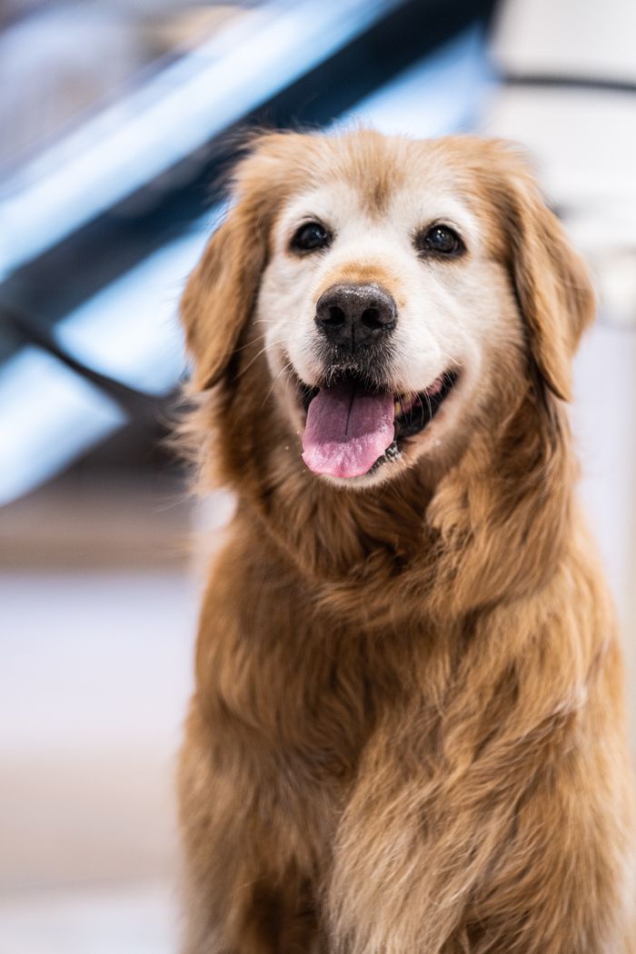 Charming golden retriever with a joyful expression in an indoor setting.